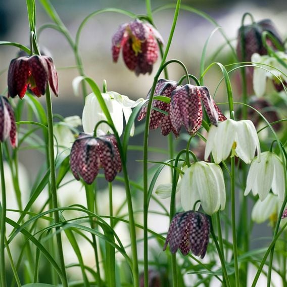 Fritillaria meleagris Mix