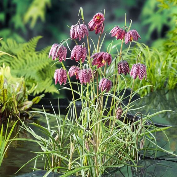 Fritillaria meleagris Mix