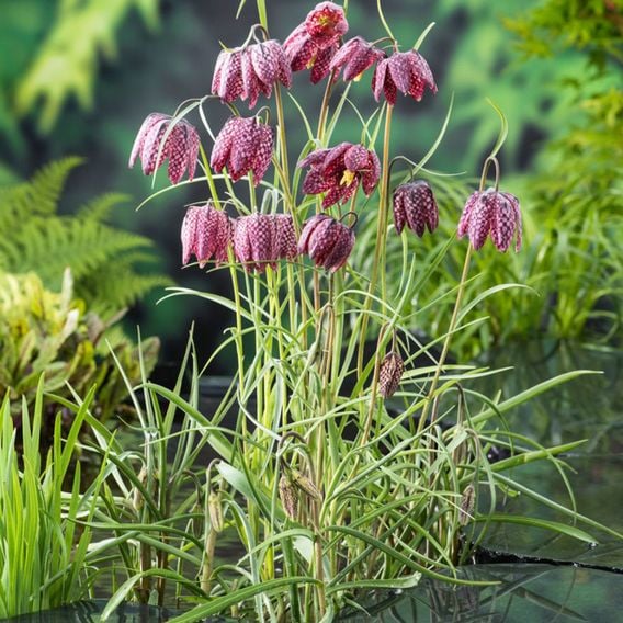 Fritillaria meleagris Mix