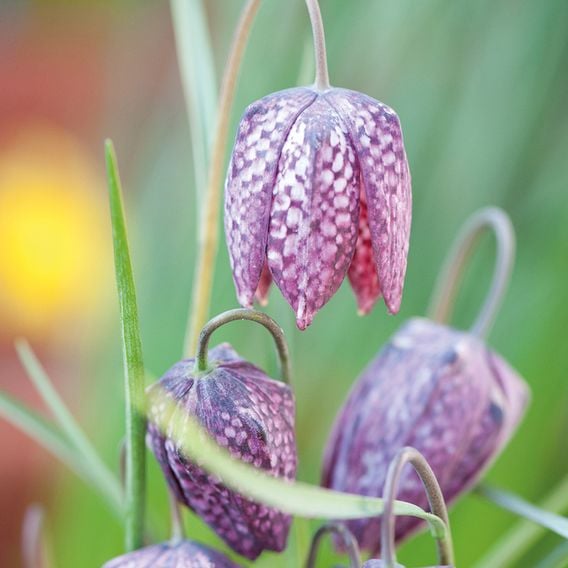 Fritillaria meleagris Mix