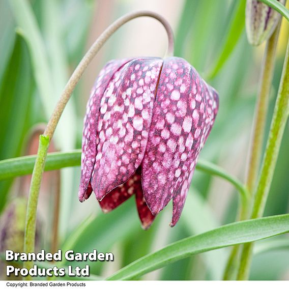 Fritillaria meleagris (Mixed)