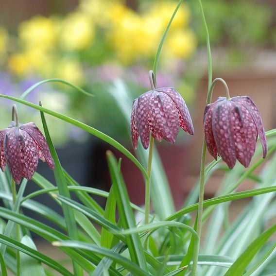 Fritillaria meleagris Mix