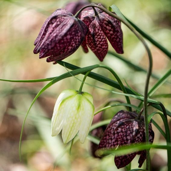 Fritillaria meleagris Mix