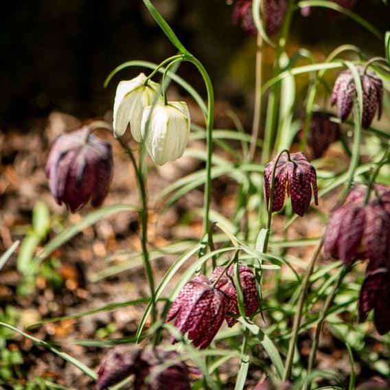 Fritillaria meleagris Mix