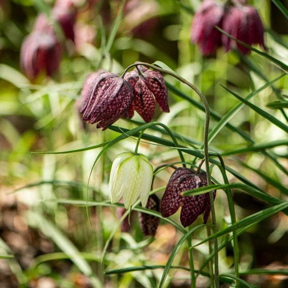 Fritillaria meleagris Mix