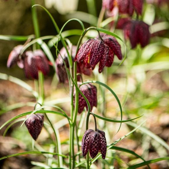 Fritillaria meleagris Mix