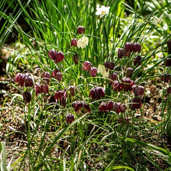 Fritillaria meleagris Mix
