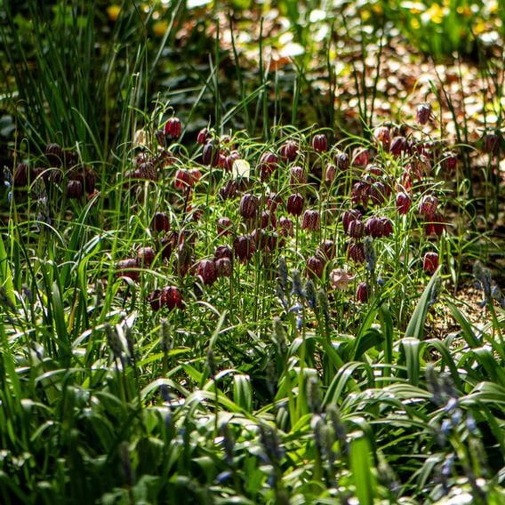 Fritillaria meleagris Mix