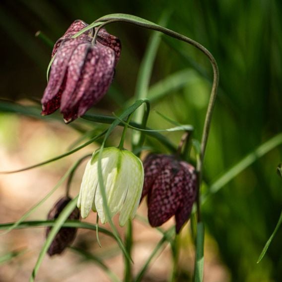 Fritillaria meleagris Mix