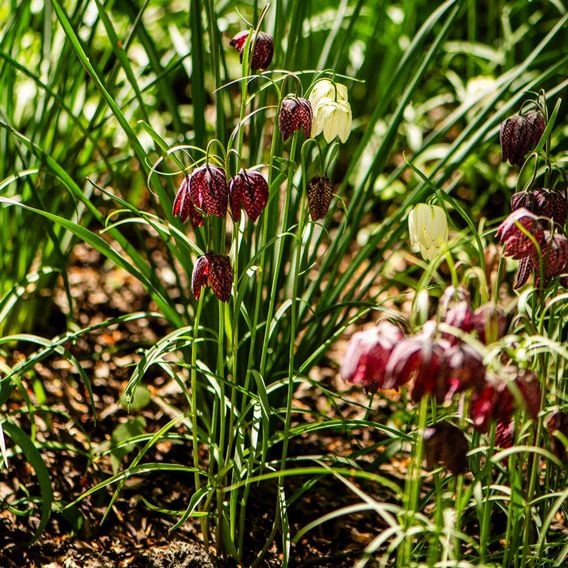 Fritillaria meleagris Mix
