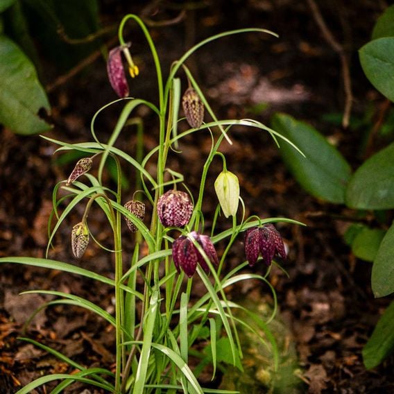 Fritillaria meleagris Mix