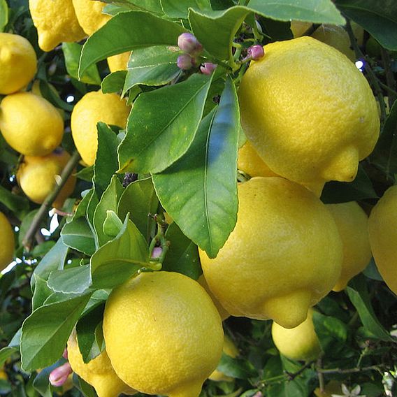 Citrus Tree - Lemon