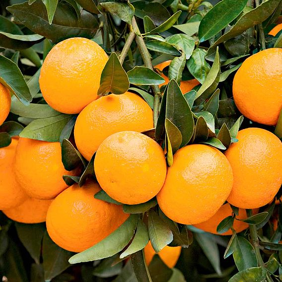 Mandarin (Citrus Fruit)