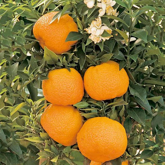 Mandarin (Citrus Fruit)