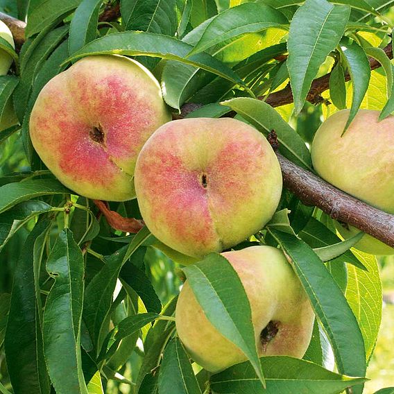 Nectarine 'Madame Blanchette'