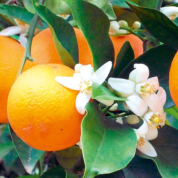Orange (Citrus Fruit)
