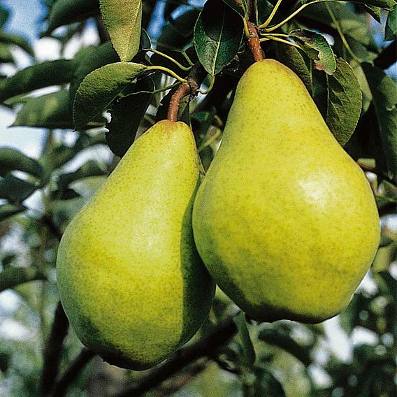 Pear 'Williams' Bon Chretien'