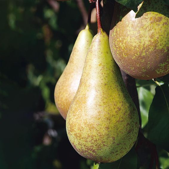 Pear 'Conference'