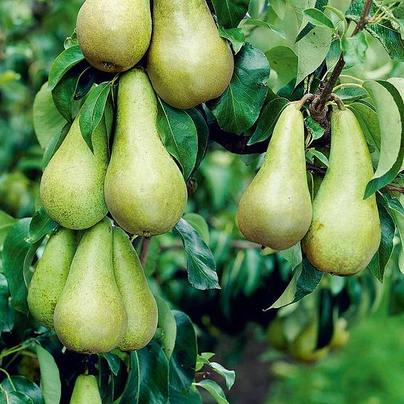 Pear 'Conference'