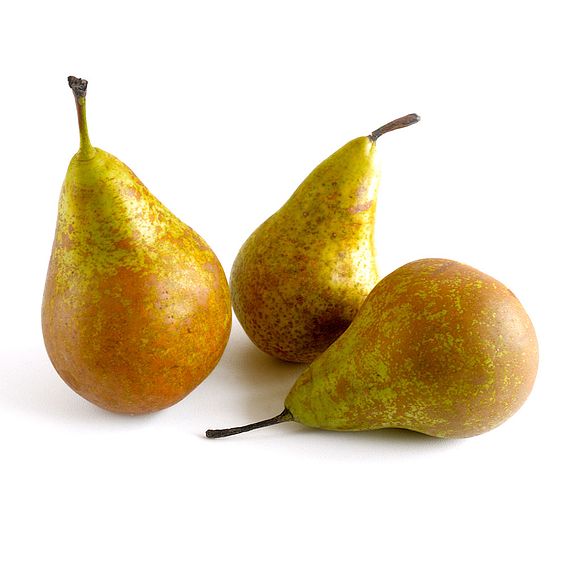 Pear 'Conference'