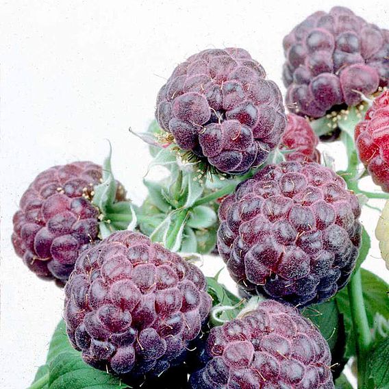 Raspberry Plant - Glen Coe