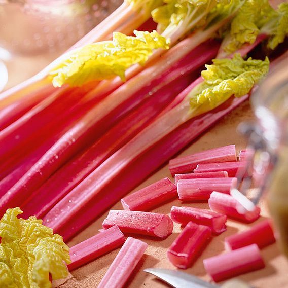 Rhubarb 'Victoria' - Seeds