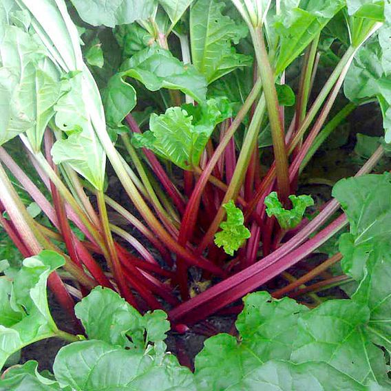 Rhubarb 'Polish Raspberry' (Spring/Autumn Planting)