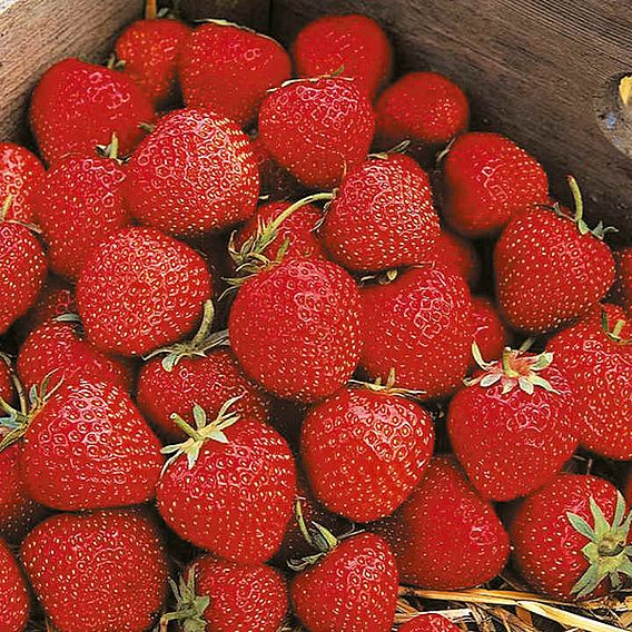 Strawberry Plants - Cambridge Favourite