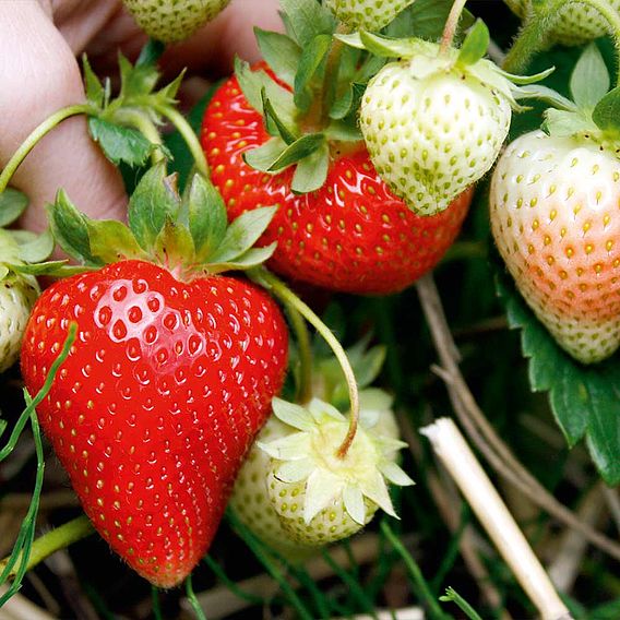 Strawberry Plants - Sweetheart