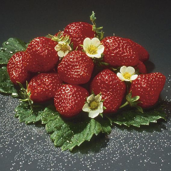 Strawberry 'Mara des Bois'