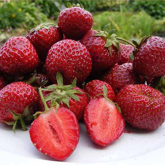 Strawberry Plants - Honeoye
