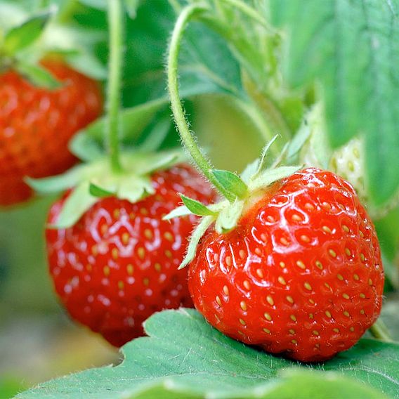 Strawberry 'Pegasus' (Mid to Late Season)