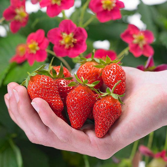 Strawberry Plants - F1 Toscana