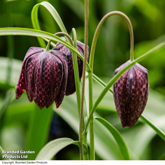 Fritillaria meleagris (Mixed)