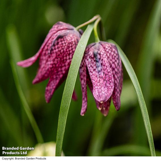 Fritillaria meleagris (Mixed)