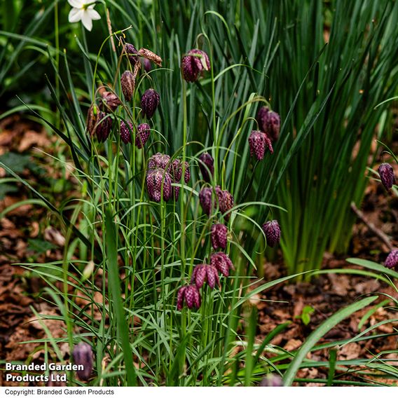 Fritillaria meleagris (Mixed)