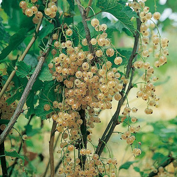 Whitecurrant Plant - Blanka