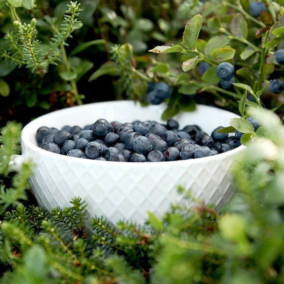 Wild Blueberry - Seeds