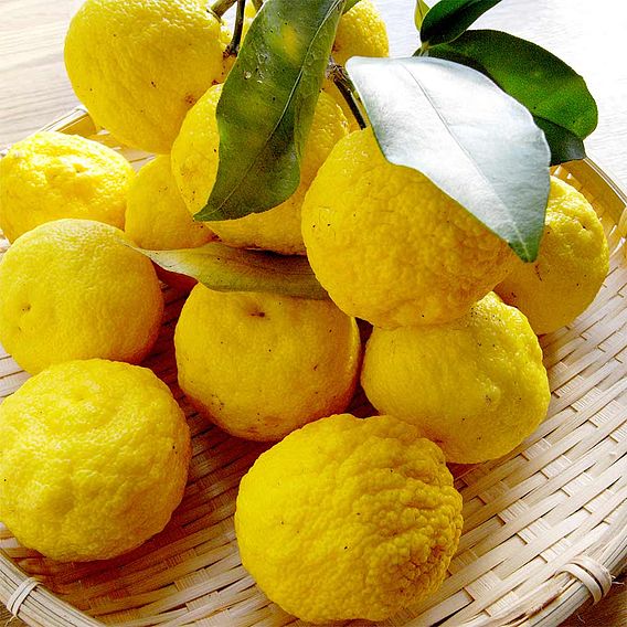 Yuzu (Citrus Fruit)