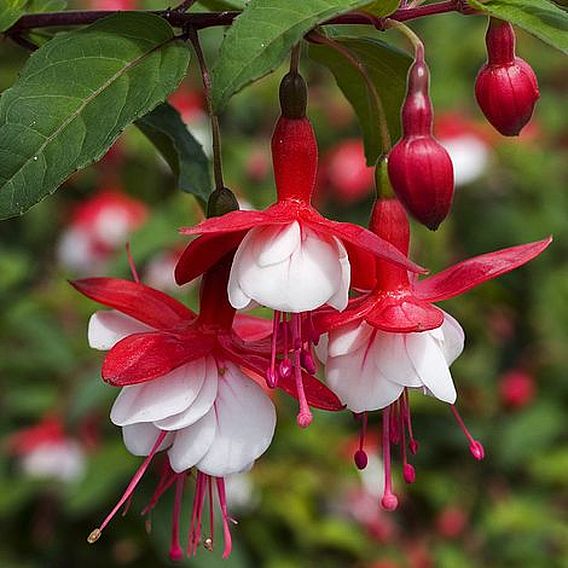 Fuchsia 'Snowcap' (Hardy)