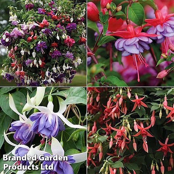 Nurseryman's Choice Fuchsias