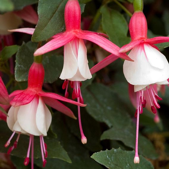 Fuchsia 'Alice Hoffman' (Hardy)