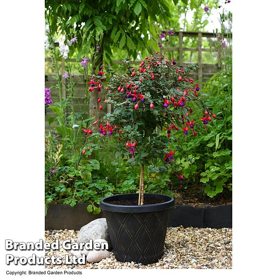 Fuchsia Angela (Hardy) (Standard)