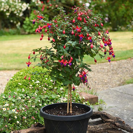 Fuchsia 'Angela' (Hardy) (Standard)