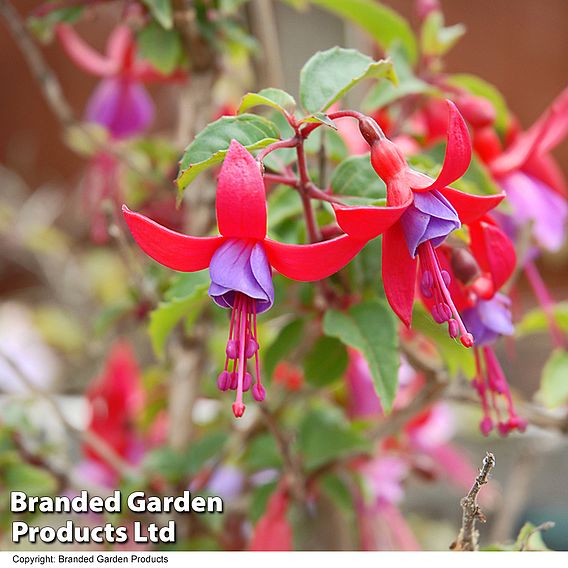 Fuchsia Angela (Hardy) (Standard)