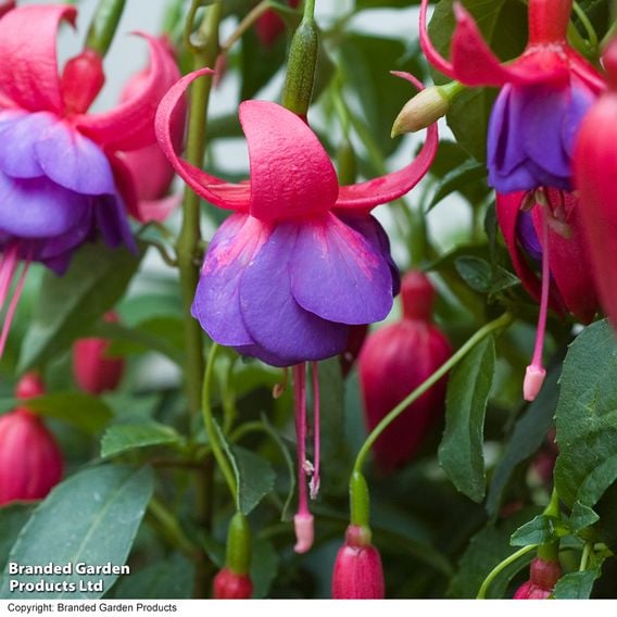 Fuchsia 'Army Nurse'