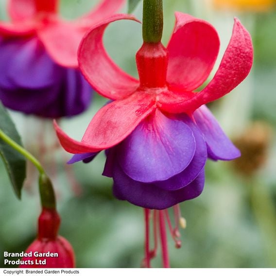 Fuchsia 'Army Nurse'