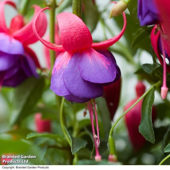 Fuchsia 'Army Nurse'