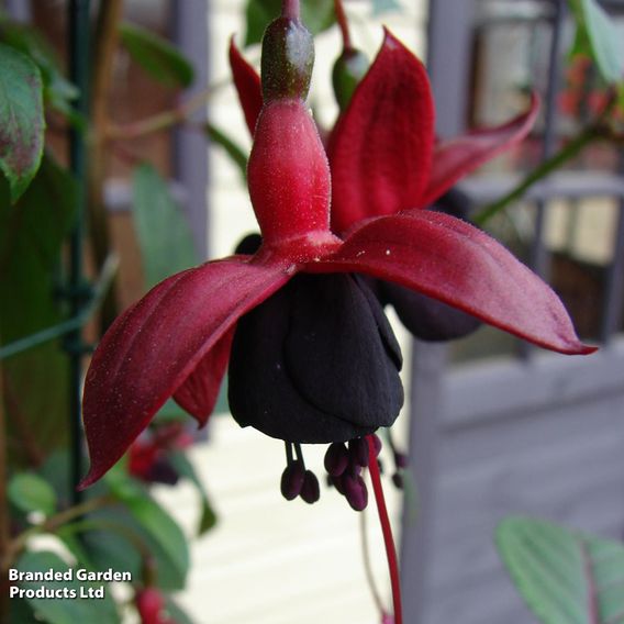 Fuchsia 'Blacky'