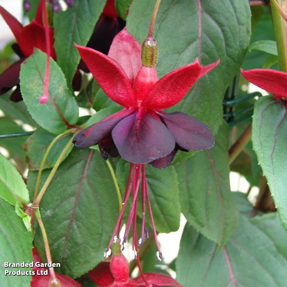 Fuchsia 'Blacky'